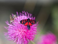 maudoc.com • Zygaenidae •  IMG_1160 copia.jpg   Zygaena transalpina